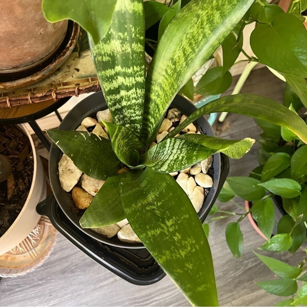 Baby Snake Plant